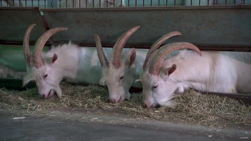 Weiße Ziegen fressen Heu auf industrieller Milchfarm 4K