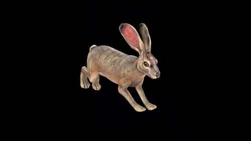 wild Rabbit Walk Idle