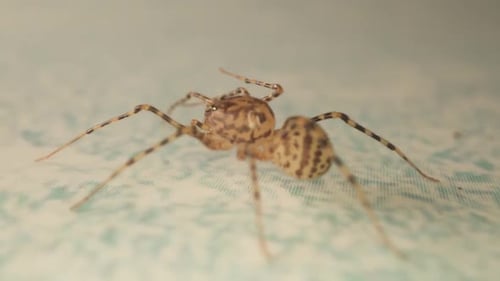 Angry Spider bouge ses jambes