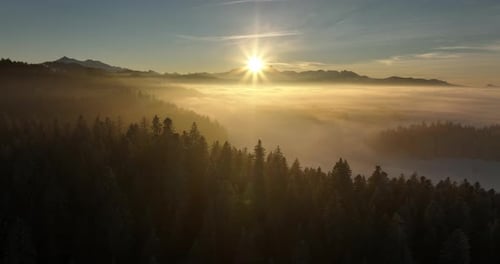 A Serene Sunrise Unveils a Misty Lush Forest Creating a Tranquil and Enchanting Landscape