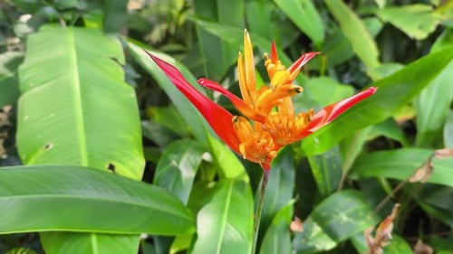 Fleurs tropicales vibrantes d'Heliconia dans le jardin
