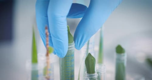 Scientist researcher looks after test tubes leaf experiment with green nature organic plants