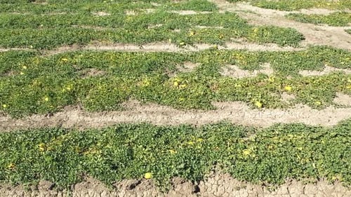 Aerial View Of Melon Field