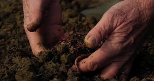 Cinematic Close Up Shot of Mature Male Farmer Hands Collecting Earthworms From the Grou