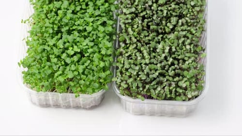 Micro greens seedling for healthy eating. Micro green sprouts with roots rotate isolated on white