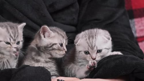 Lot of Cute Kittens Funny Sit Together and Plays in Female Hands CloseUp