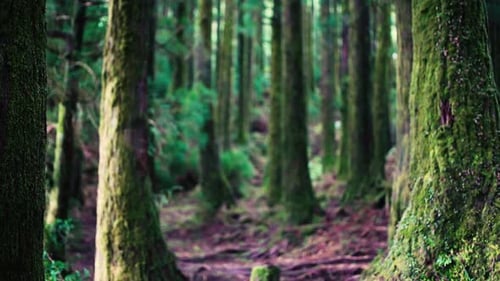 Bosques, árboles, troncos en el bosque: punto de vista de la vegetación