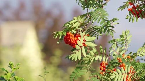 sorbier ou sorbier (en allemand Vogelbeere, Eberesche Vogelbeerbaum) Sorbus aucuparia