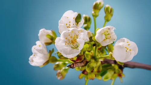Spring apricot flowers opening on branches tree against sky blue background.