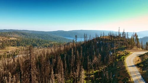Aerial View of Forest with Dead Trees