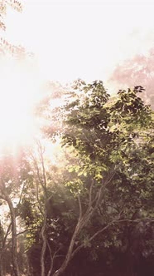 Sun Shining Through Trees in Forest