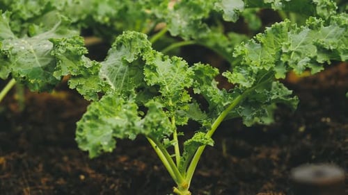 Chou frisé poussant dans une jardinière. Légumes verts dans la plantation.