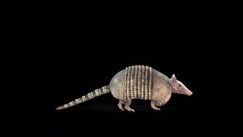 Armadillo Idle 2