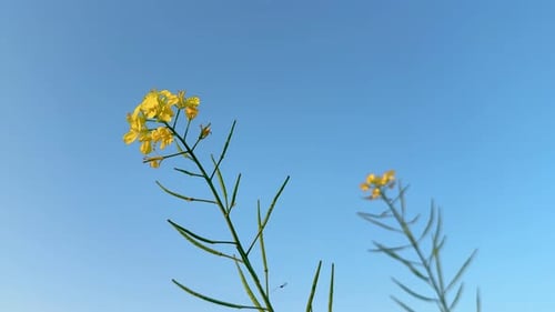 Bright Yellow Flowers Blooming against Blue Sky