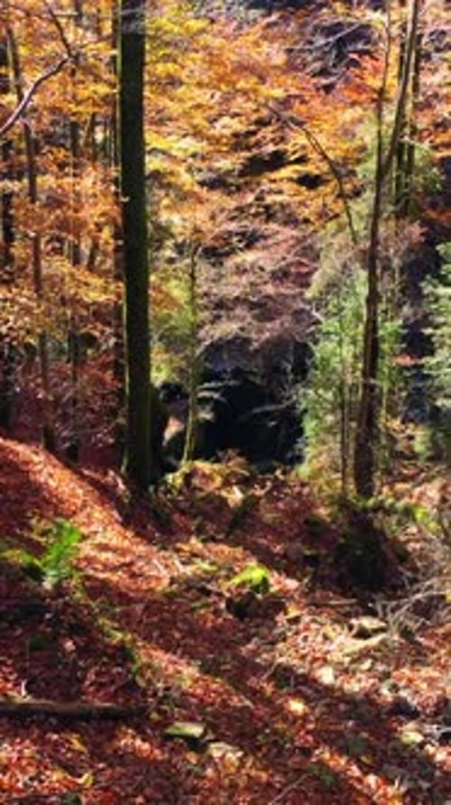 The Autumn Forest Trail is Beautifully Surrounded By Vibrant and Colorful Foliage This Season