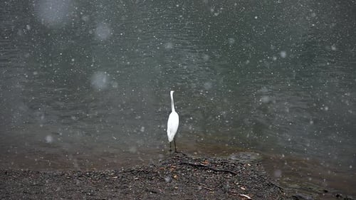 Japanese White Tsuru Crane, Slow Motion Snow Falling