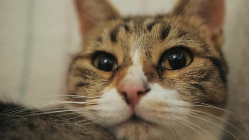 Close Up of a Tabby Cat's Face