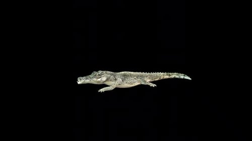 Crocodile Walk 2