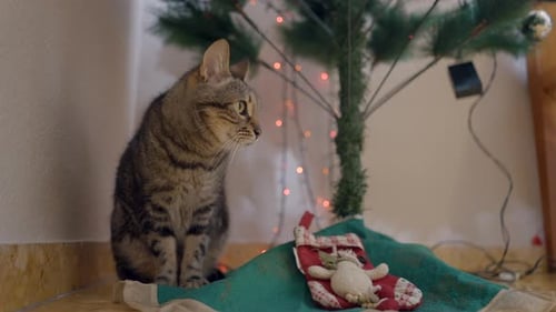 Gato atigrado Behave sentado debajo de un árbol de Navidad en casa