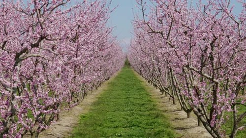 Symmetric shot of sakura pink cherry tree field petals swing in the light wind against clear blue sk