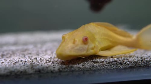 Albino Pleco catfish sitting at the bottom and moving its mouth.