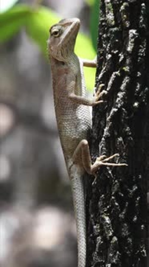 Vidéo verticale 4k d'un lézard 4