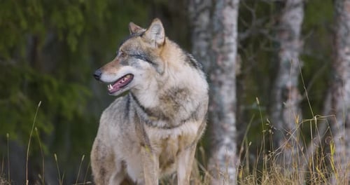 Large Male Grey Wolf Standing in the Forest
