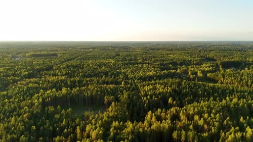 Drone panoramic view of forested pine dense area, green lush tree tops with clear daylight skyline