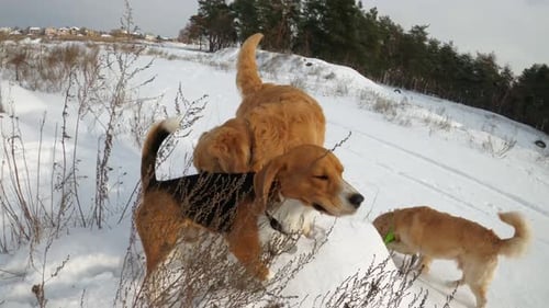 Dogs Play Together in a Snowy Winter Landscape