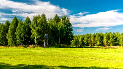 Forest meadow.