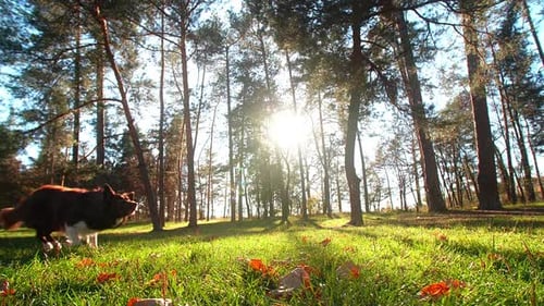 Brown Border Collie Enjoying Outdoor Training on Lush Green Meadow
