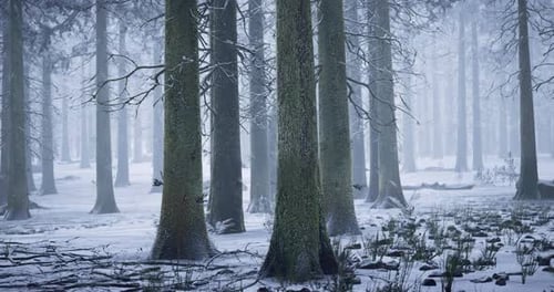 Snow Covered Forest Landscape with Tall Trees in Winter Haze