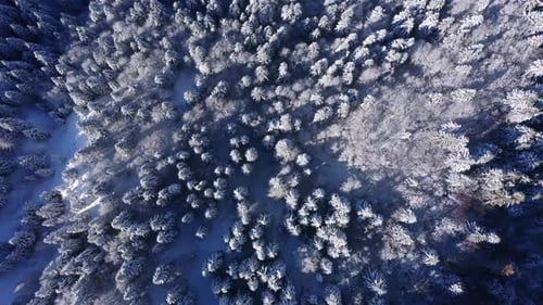 Aerial top-down view of snowy coniferous treetop in winter season