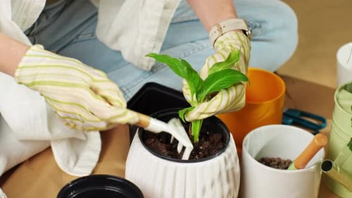 Gardening a Small Indoor Plant at Home