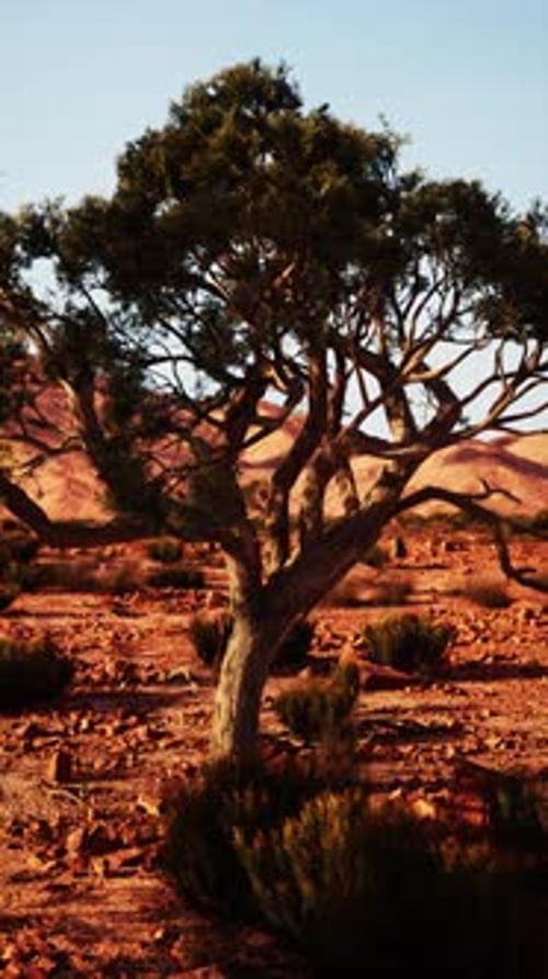 Lone Tree Standing in Nevada Desert