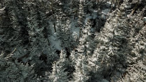 A Winter Wonderland Aerial View of a Snowcovered Forest