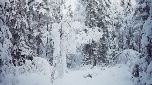 Winter Scene Of A Forest Densely Covered In Snow. Handheld Shot