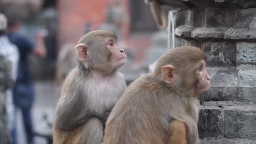 Portrait of two juvenile in Swayambhunath, Kathmandu, Nepal
