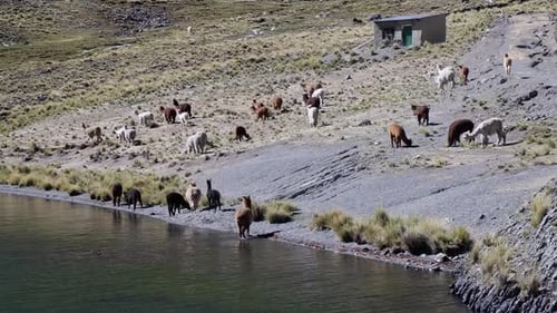 Herd of woolly alpacas come to mountain alpine pond to drink water