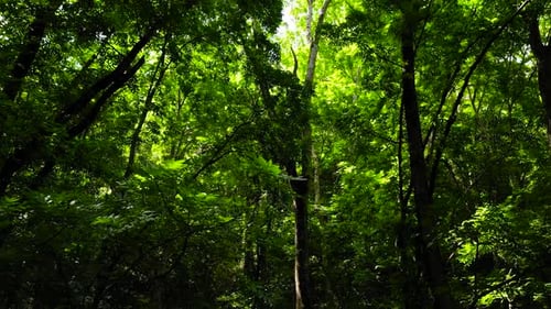 Green Forest Landscape Bilar ManMade Forest Bohol Philippines