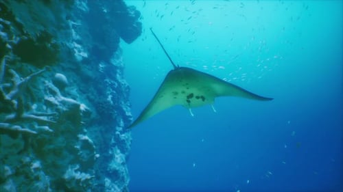 Manta Ray Gracefully Gliding Near Coral Reef in Clear Ocean Waters