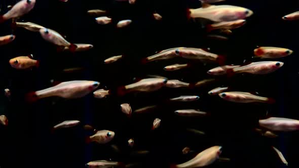 beautiful small fish swimming around., Nature Stock Footage ft ...