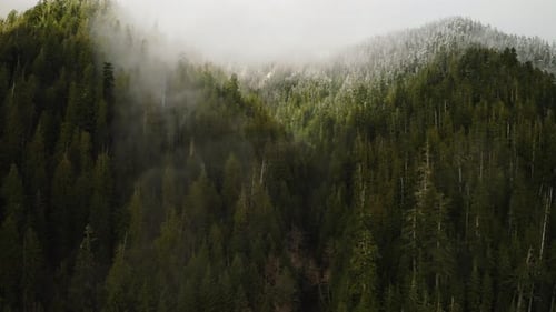 Cloudy Evergreen Forest with Snow In Olympic Peninsula, Washington State, USA. - aerial dolly in sho