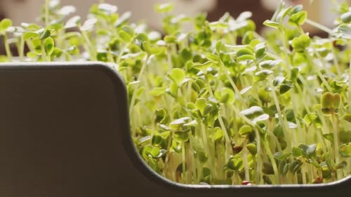 Growing Microgreens Indoors on Sunny Windowsill, Dolly Shot