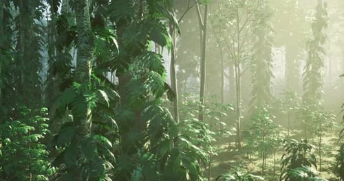 Lush Green Forest with Sunlight Filtering Through Foliage in Peaceful Setting