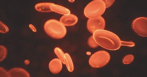 Microscopic Animation of Flowing Red Blood Cells in the Body
