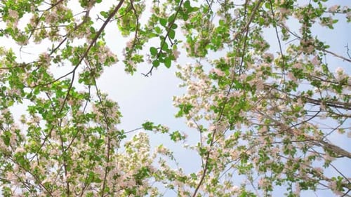 Cinematic And Majestic View Of Springtime And Flowering Trees