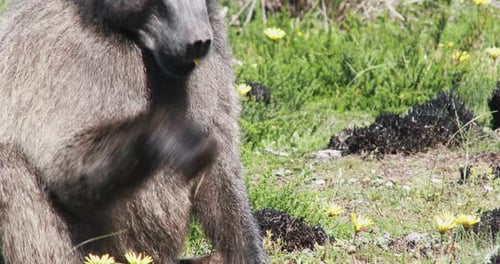 A large male baboon picking and eating yellow daisies on the African savanna, close up
