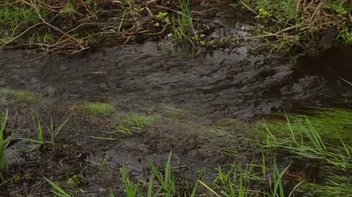The flow of water in a river overgrown with green algae.