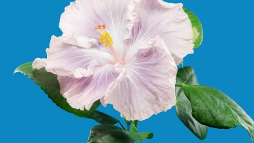 Hibiscus Flower Blooming in Time Lapse on Blue